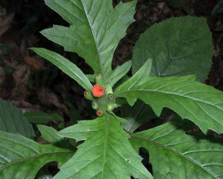 Rau tau bay- loai rau dai duoc vi nhu nhan sam cua nguoi ngheo