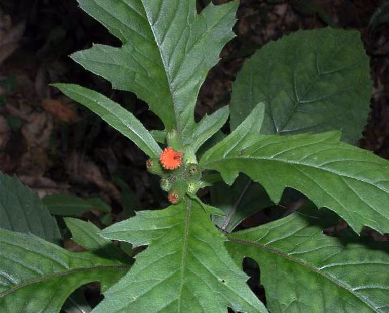 Rau tau bay- loai rau dai duoc vi nhu nhan sam cua nguoi ngheo