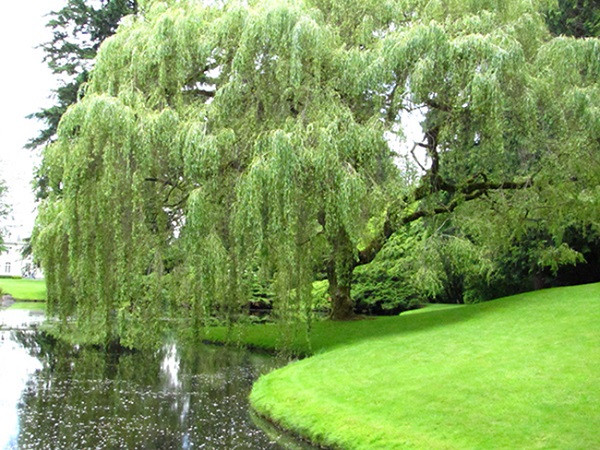  Bên cạnh đó, theo quan niệm dân gian, cây liễu thuộc về phần âm vì thế là loại cây dẫn dụ âm khí đến ngôi nhà. Cây liễu không kết hạt khiến cho người ta liên tưởng tới phần con cái bị thiếu hụt.