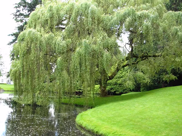  Bên cạnh đó, theo quan niệm dân gian, cây liễu thuộc về phần âm vì thế là loại cây dẫn dụ âm khí đến ngôi nhà. Cây liễu không kết hạt khiến cho người ta liên tưởng tới phần con cái bị thiếu hụt.