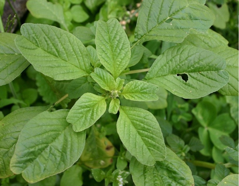 Rau dền- vị thuốc hạn chế sưng viêm và tiểu đường Rau den- vi thuoc han che sung viem va tieu duong