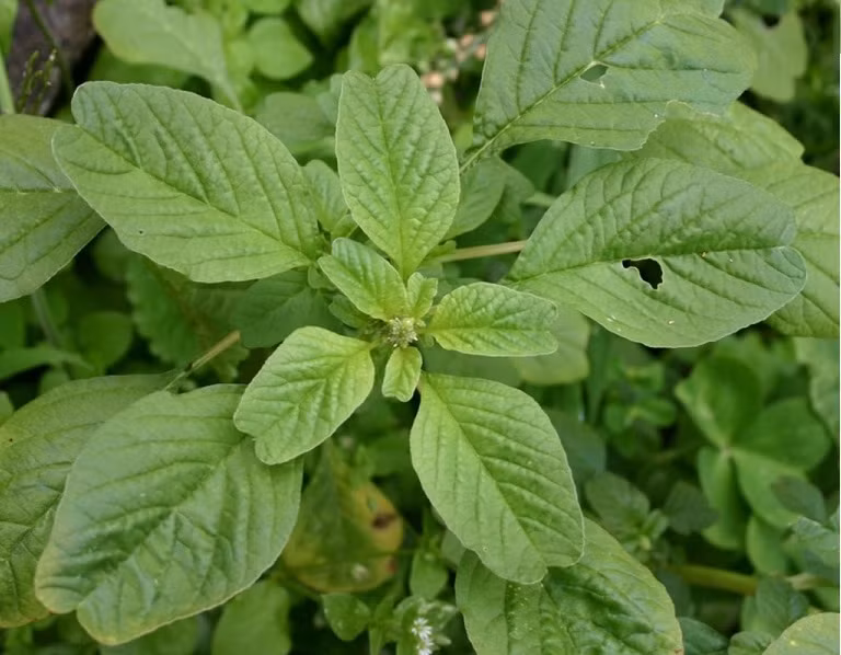 Rau dền- vị thuốc hạn chế sưng viêm và tiểu đường Rau den- vi thuoc han che sung viem va tieu duong