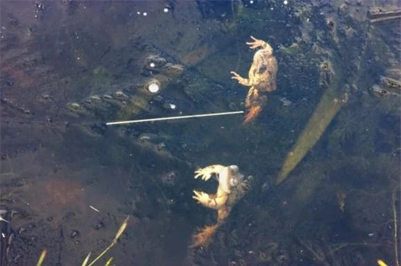 16 su that dong troi ve dong vat co the ban chua biet-Hinh-13