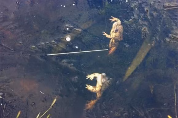 16 su that dong troi ve dong vat co the ban chua biet-Hinh-13