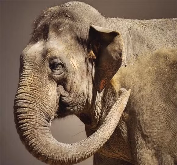 16 su that dong troi ve dong vat co the ban chua biet-Hinh-14