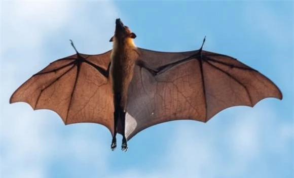 16 su that dong troi ve dong vat co the ban chua biet-Hinh-10