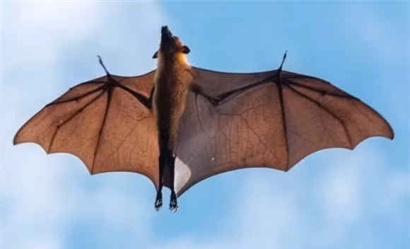 16 su that dong troi ve dong vat co the ban chua biet-Hinh-10