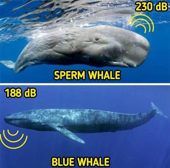 16 su that dong troi ve dong vat co the ban chua biet-Hinh-9