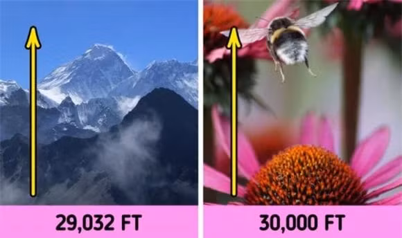 16 su that dong troi ve dong vat co the ban chua biet-Hinh-4