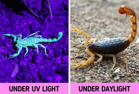 16 su that dong troi ve dong vat co the ban chua biet