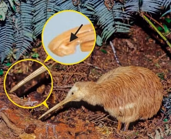 16 su that dong troi ve dong vat co the ban chua biet-Hinh-2