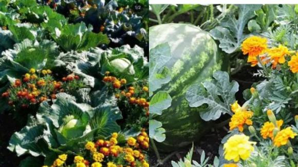  Cúc vạn thọ rất thích hợp mang đi viếng mộ, trồng trên mộ bởi loài hoa này biểu trưng cho sự vĩnh hằng. Trồng cúc vạn thọ tại nghĩa trang mang lại sự bình yên và thể hiện sự hiếu kính với ông bà tổ tiên, người đã khuất.