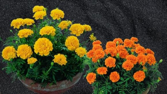  Vì những đặc trưng của cúc vạn thọ nên nếu xét theo phong thủy thì không nên trồng chậu hoa cúc vạn thọ ở ban công, hay trong phòng khách, cửa sổ, hay thắp hương cúc vạn thọ. Nhưng nếu bạn yêu thích và không ngại kiêng kỵ thì có thể đặt chúng ở cổng để tránh mùi và tránh rước côn trùng vào nhà.