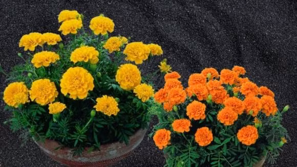  Vì những đặc trưng của cúc vạn thọ nên nếu xét theo phong thủy thì không nên trồng chậu hoa cúc vạn thọ ở ban công, hay trong phòng khách, cửa sổ, hay thắp hương cúc vạn thọ. Nhưng nếu bạn yêu thích và không ngại kiêng kỵ thì có thể đặt chúng ở cổng để tránh mùi và tránh rước côn trùng vào nhà.