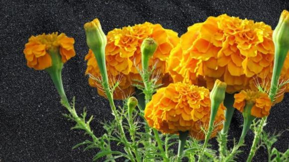  Bởi vậy nhiều người cho rằng thắp hương cúc vạn thọ trên ban thờ sẽ không hợp phong thủy bởi sẽ gây mùi hôi khó chịu. Hơn nữa, loài cây này có thể thu hút nhiều côn trùng như ong, ruồi, ký sinh trùng... nên về mặt phong thủy thờ cúng thì điều đó lại không tốt.