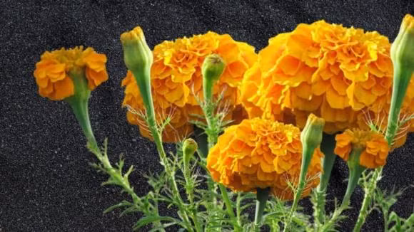  Bởi vậy nhiều người cho rằng thắp hương cúc vạn thọ trên ban thờ sẽ không hợp phong thủy bởi sẽ gây mùi hôi khó chịu. Hơn nữa, loài cây này có thể thu hút nhiều côn trùng như ong, ruồi, ký sinh trùng... nên về mặt phong thủy thờ cúng thì điều đó lại không tốt.