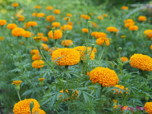 Hoặc khi nhà bạn có canh tác trồng rau, có sân thượng hoặc có vườn rộng thì hãy tận dụng lợi ích của cúc vạn thọ bằng cách trồng chúng xen canh với các luống rau.