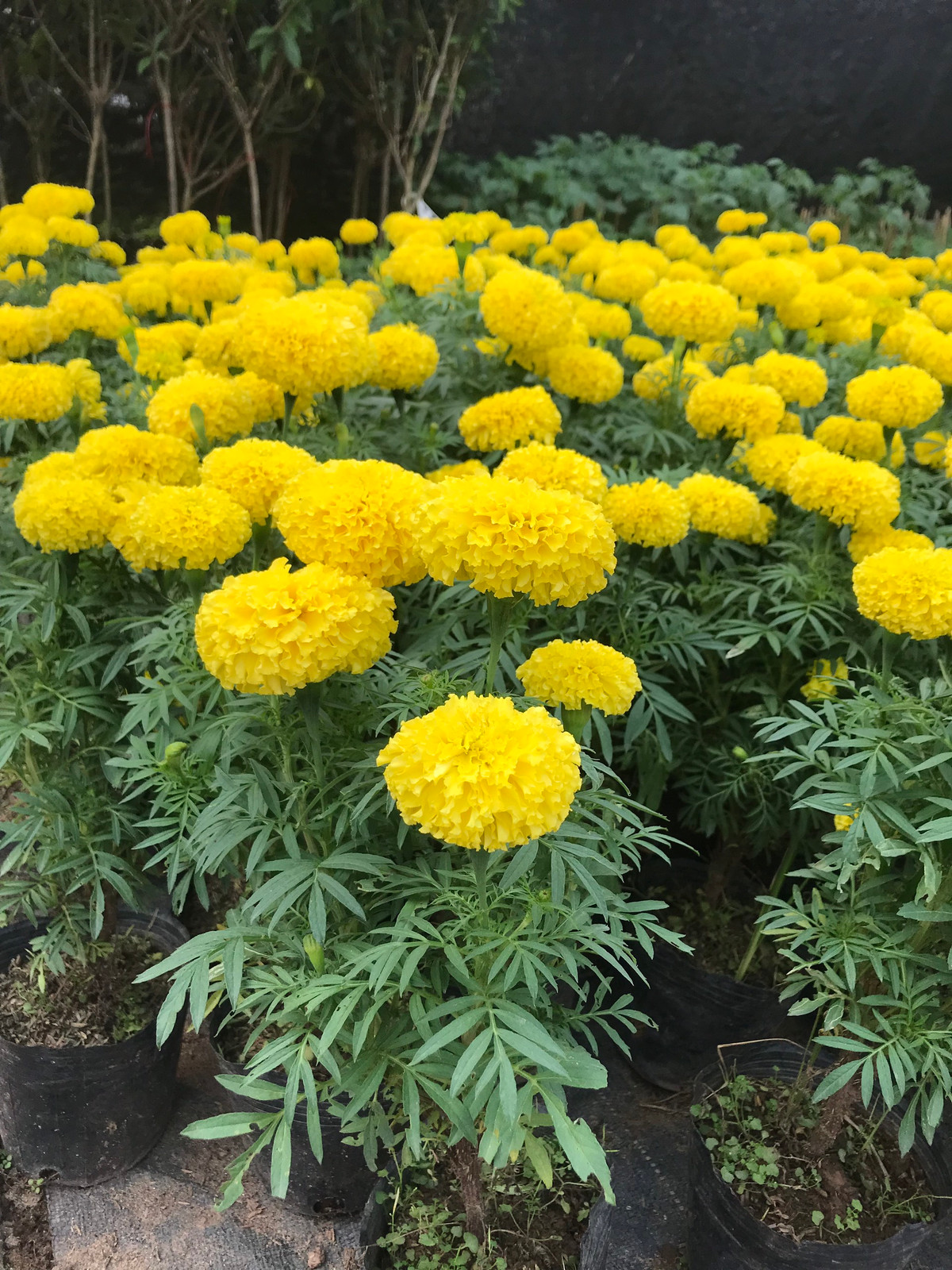  Bởi thế mặc dù chậu hoa cúc vạn thọ đặt trước nhà hay trong phòng khách, phòng thờ không được dễ chịu nhưng khi trồng ở các ruộng rau, vườn rau, sân thượng có trồng rau thì chúng vô cùng hữu ích *Thông tin phong thủy mang tính tham khảo, chiêm nghiệm