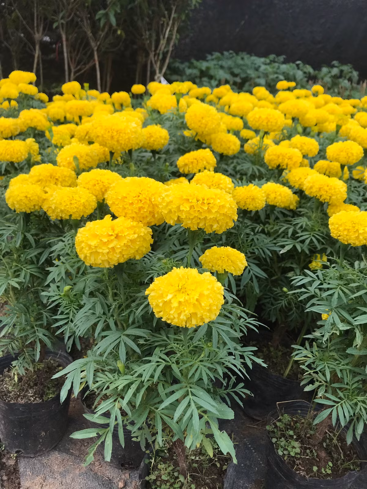  Bởi thế mặc dù chậu hoa cúc vạn thọ đặt trước nhà hay trong phòng khách, phòng thờ không được dễ chịu nhưng khi trồng ở các ruộng rau, vườn rau, sân thượng có trồng rau thì chúng vô cùng hữu ích *Thông tin phong thủy mang tính tham khảo, chiêm nghiệm