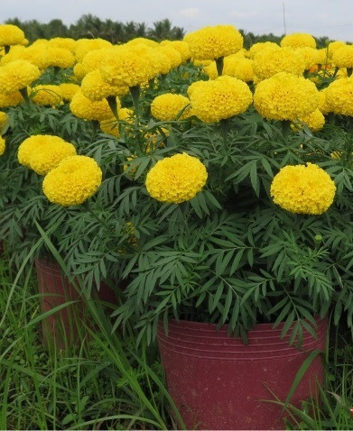 Thế nên cúc vạn thọ không thích hợp trưng trong nhà hay đặt lên ban thờ nhưng lại hợp với đi viếng mộ và dùng để xen canh canh tác.