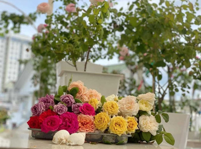 Vuon hoa hong dep me tren san thuong cua me dam TP HCM-Hinh-5