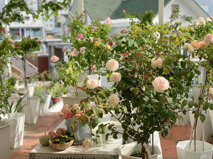 Vuon hoa hong dep me tren san thuong cua me dam TP HCM-Hinh-3