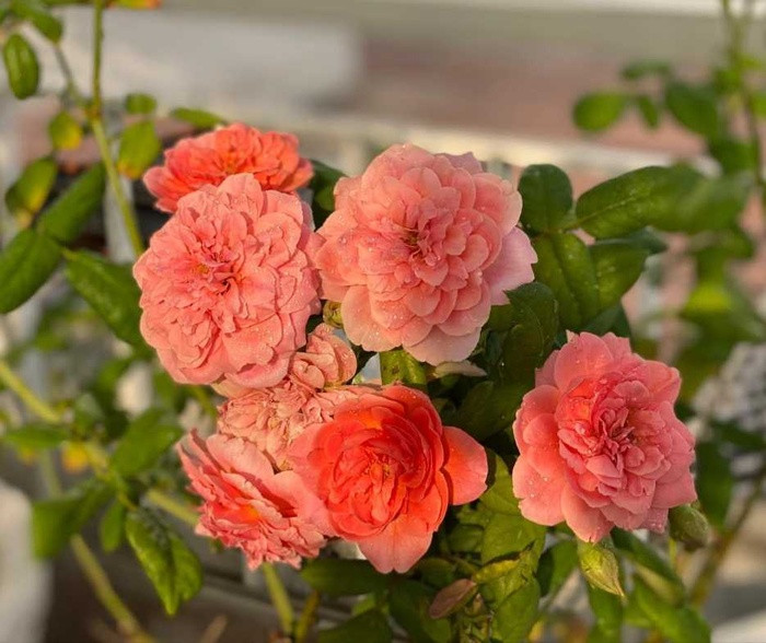 Vuon hoa hong dep me tren san thuong cua me dam TP HCM-Hinh-4