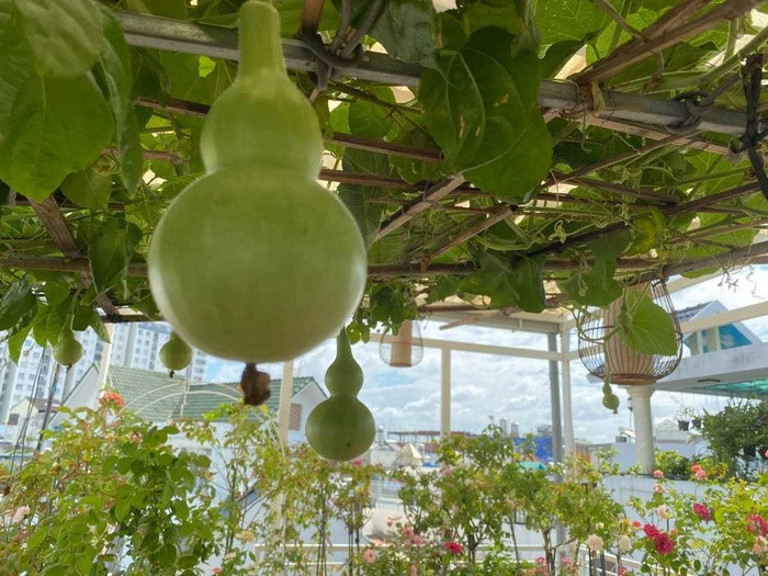 Vuon hoa hong dep me tren san thuong cua me dam TP HCM-Hinh-2