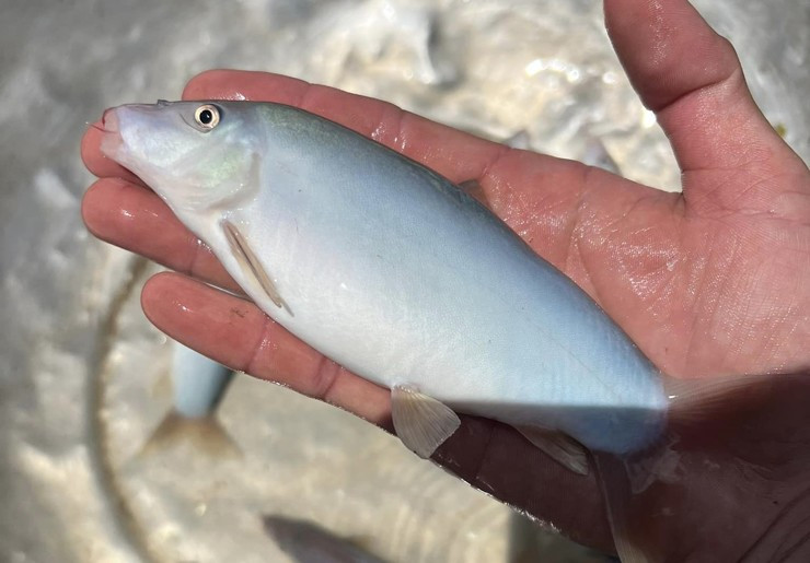 Ca heo nuoc ngot- dac san mien Tay rot gia, chi tu 300.000 dong/kg