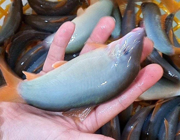 Ca heo nuoc ngot- dac san mien Tay rot gia, chi tu 300.000 dong/kg-Hinh-2