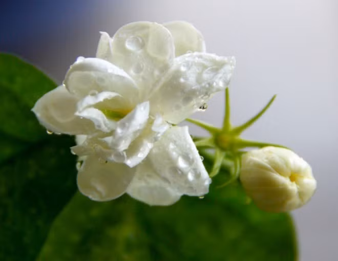 Cham lam 3 viec nay de hoa nhai no ca tram bong