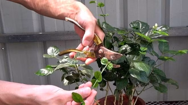 Cham lam 3 viec nay de hoa nhai no ca tram bong-Hinh-4