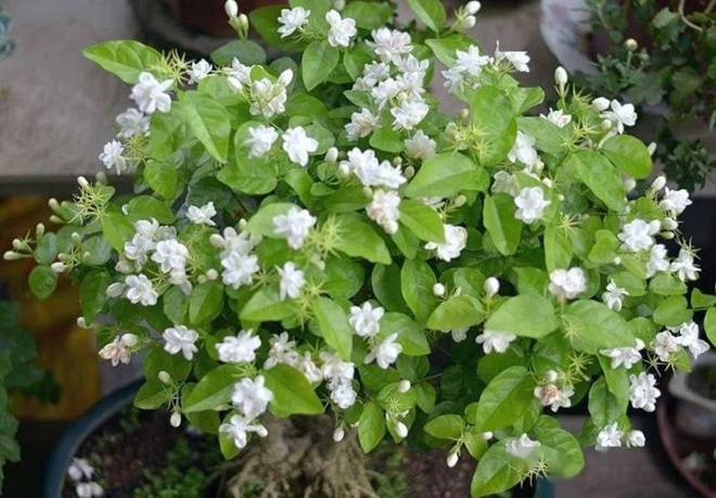 Cham lam 3 viec nay de hoa nhai no ca tram bong-Hinh-3