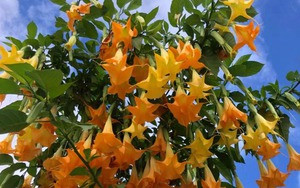 Mê mẩn nhài Đại công tước, mỗi bông trăm cánh, hương thơm ngọt ngào - Hình 8 Me man nhai Dai cong tuoc, moi bong tram canh, huong thom ngot ngao-Hinh-8