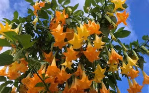 Me man nhai Dai cong tuoc, moi bong tram canh, huong thom ngot ngao-Hinh-8