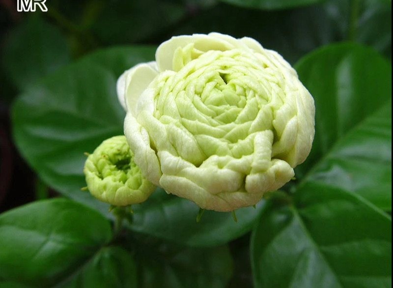 Mê mẩn nhài Đại công tước, mỗi bông trăm cánh, hương thơm ngọt ngào Me man nhai Dai cong tuoc, moi bong tram canh, huong thom ngot ngao