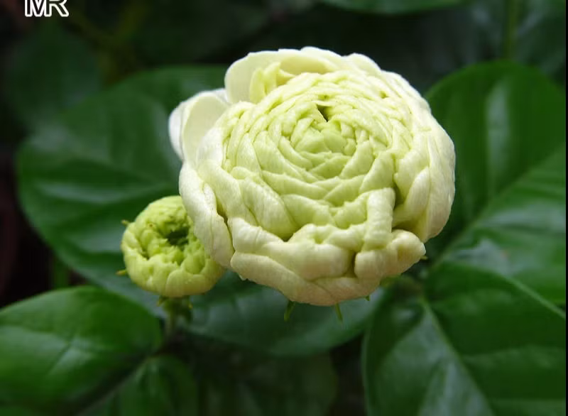 Me man nhai Dai cong tuoc, moi bong tram canh, huong thom ngot ngao