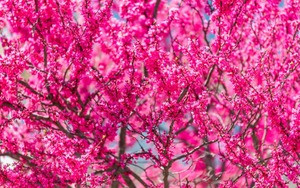 Mê mẩn nhài Đại công tước, mỗi bông trăm cánh, hương thơm ngọt ngào - Hình 10 Me man nhai Dai cong tuoc, moi bong tram canh, huong thom ngot ngao-Hinh-10
