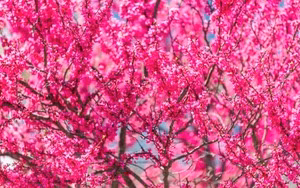 Me man nhai Dai cong tuoc, moi bong tram canh, huong thom ngot ngao-Hinh-10