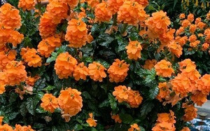 Mê mẩn nhài Đại công tước, mỗi bông trăm cánh, hương thơm ngọt ngào - Hình 11 Me man nhai Dai cong tuoc, moi bong tram canh, huong thom ngot ngao-Hinh-11