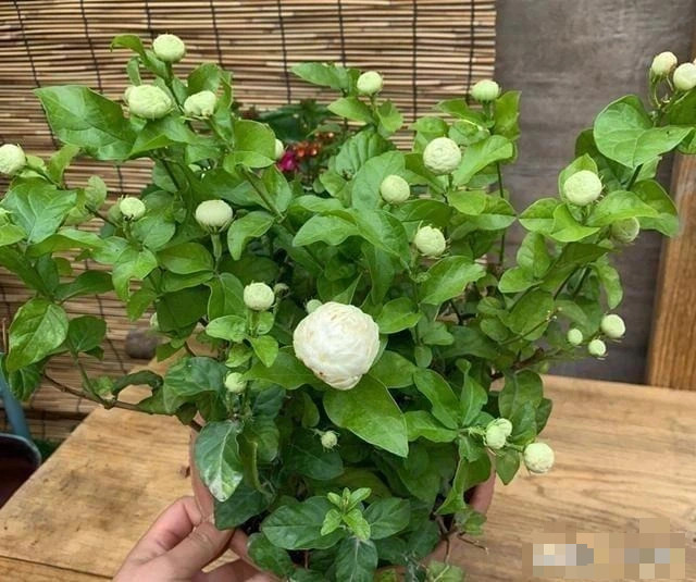 Mê mẩn nhài Đại công tước, mỗi bông trăm cánh, hương thơm ngọt ngào - Hình 6 Me man nhai Dai cong tuoc, moi bong tram canh, huong thom ngot ngao-Hinh-6