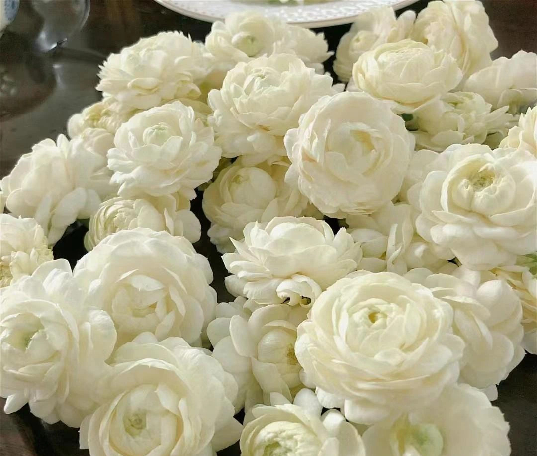 Mê mẩn nhài Đại công tước, mỗi bông trăm cánh, hương thơm ngọt ngào - Hình 7 Me man nhai Dai cong tuoc, moi bong tram canh, huong thom ngot ngao-Hinh-7