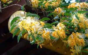 Me man nhai Dai cong tuoc, moi bong tram canh, huong thom ngot ngao-Hinh-13