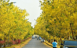 Mê mẩn nhài Đại công tước, mỗi bông trăm cánh, hương thơm ngọt ngào - Hình 12 Me man nhai Dai cong tuoc, moi bong tram canh, huong thom ngot ngao-Hinh-12