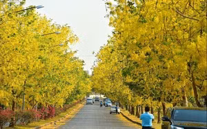 Me man nhai Dai cong tuoc, moi bong tram canh, huong thom ngot ngao-Hinh-12