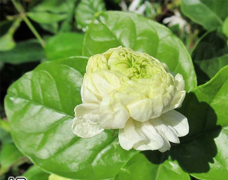 Mê mẩn nhài Đại công tước, mỗi bông trăm cánh, hương thơm ngọt ngào - Hình 5 Me man nhai Dai cong tuoc, moi bong tram canh, huong thom ngot ngao-Hinh-5