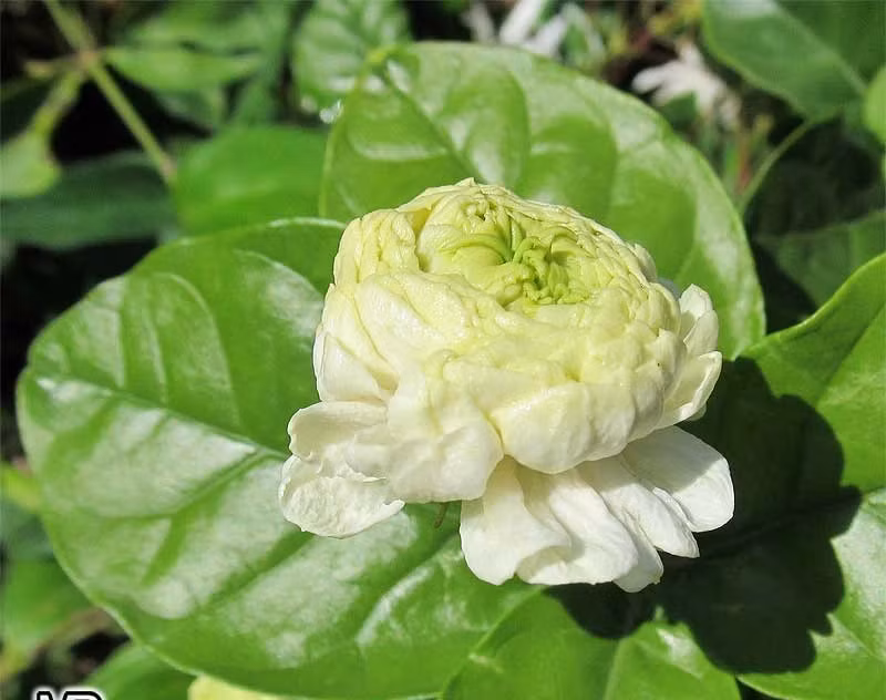 Me man nhai Dai cong tuoc, moi bong tram canh, huong thom ngot ngao-Hinh-5