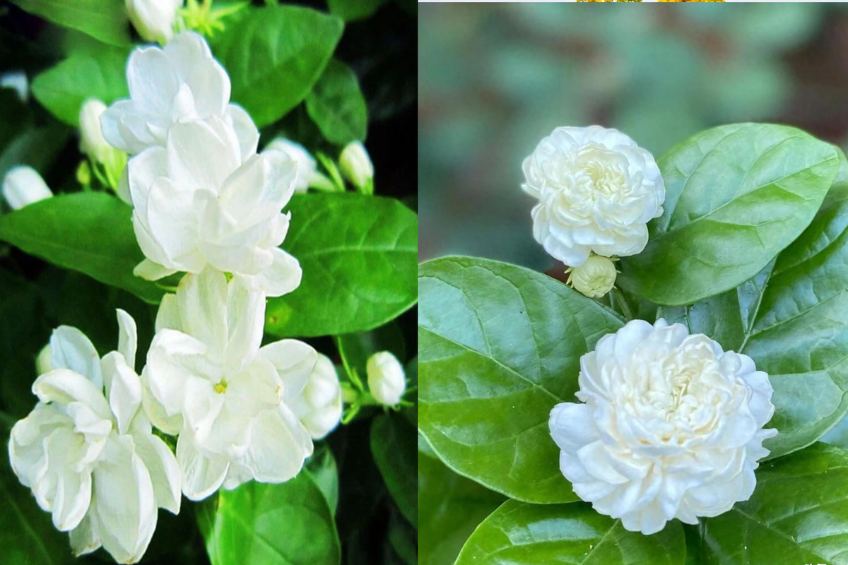 Mê mẩn nhài Đại công tước, mỗi bông trăm cánh, hương thơm ngọt ngào - Hình 2 Me man nhai Dai cong tuoc, moi bong tram canh, huong thom ngot ngao-Hinh-2