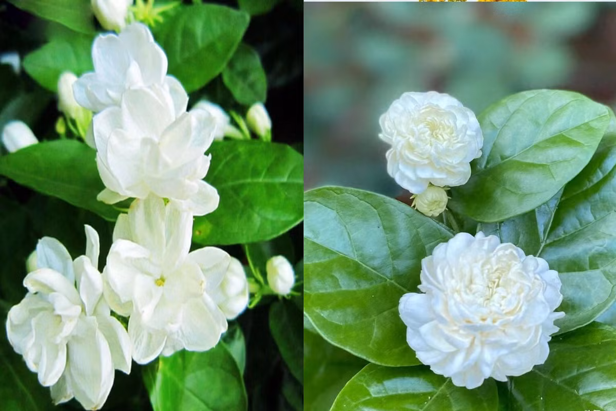 Me man nhai Dai cong tuoc, moi bong tram canh, huong thom ngot ngao-Hinh-2