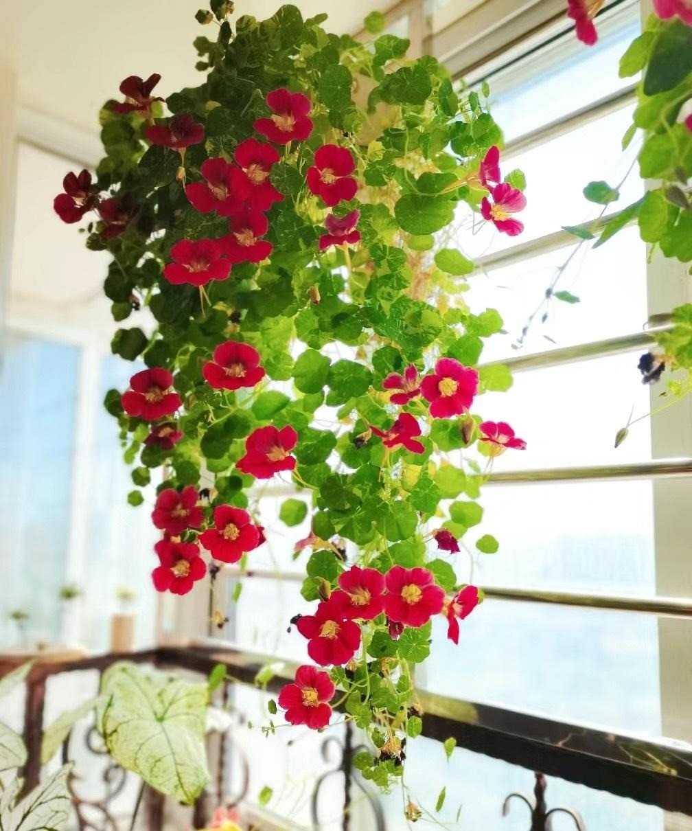 Trong cay sen can trong chau treo mang may man cho gia dinh